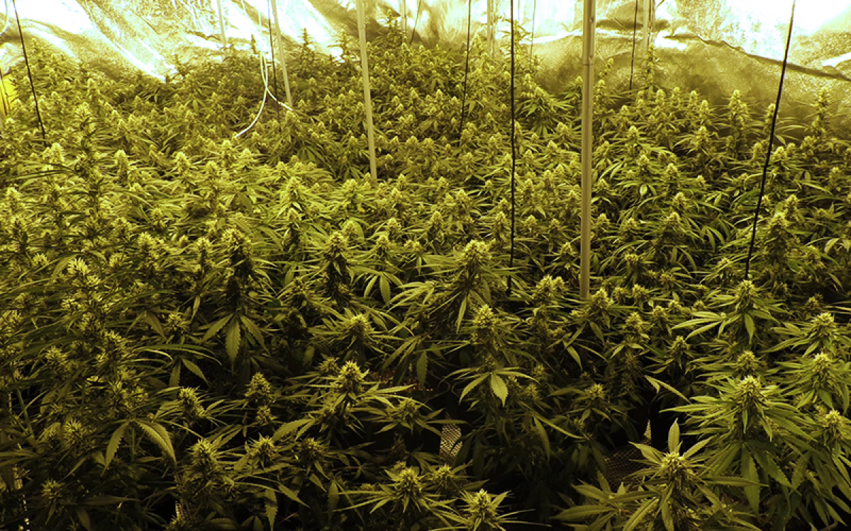 La Tête à l'Ouest (image 4)