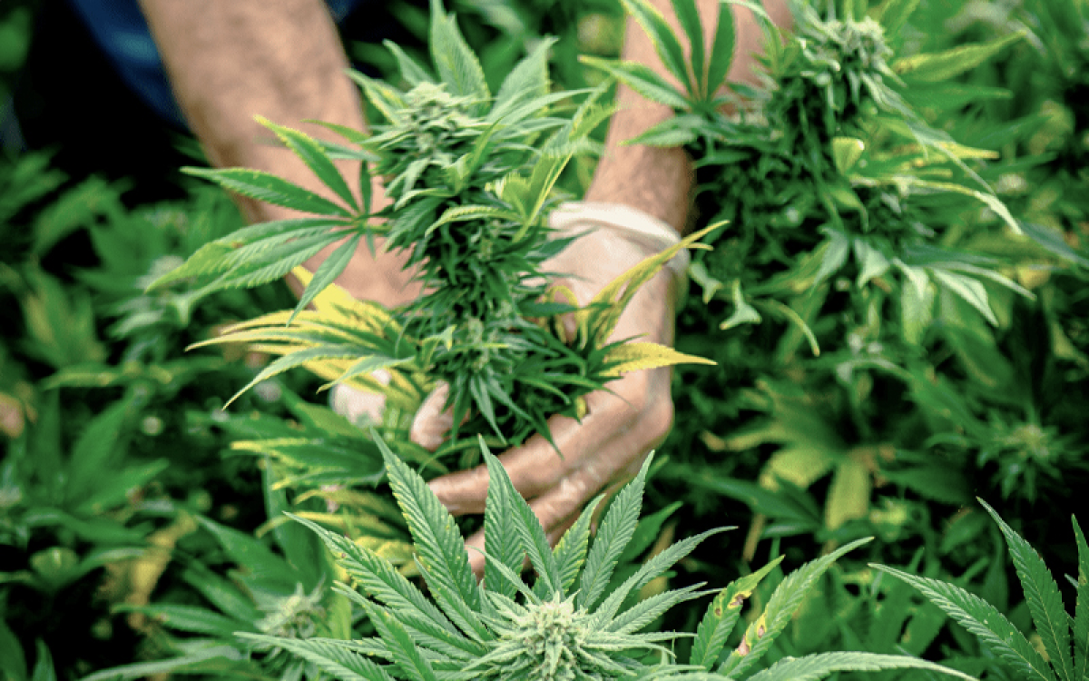 Les Chanvriers Normands (image 3)