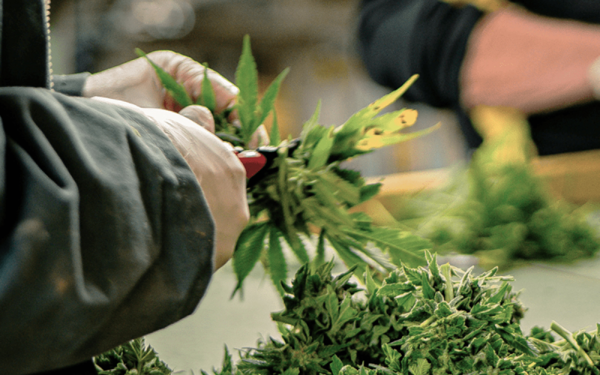 Les Chanvriers Normands (image 4)