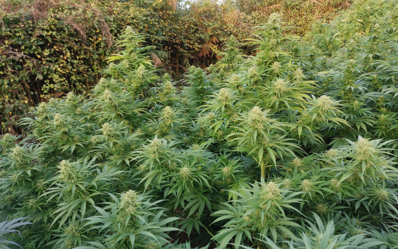 Breizh Marie Jeanne (image 4)