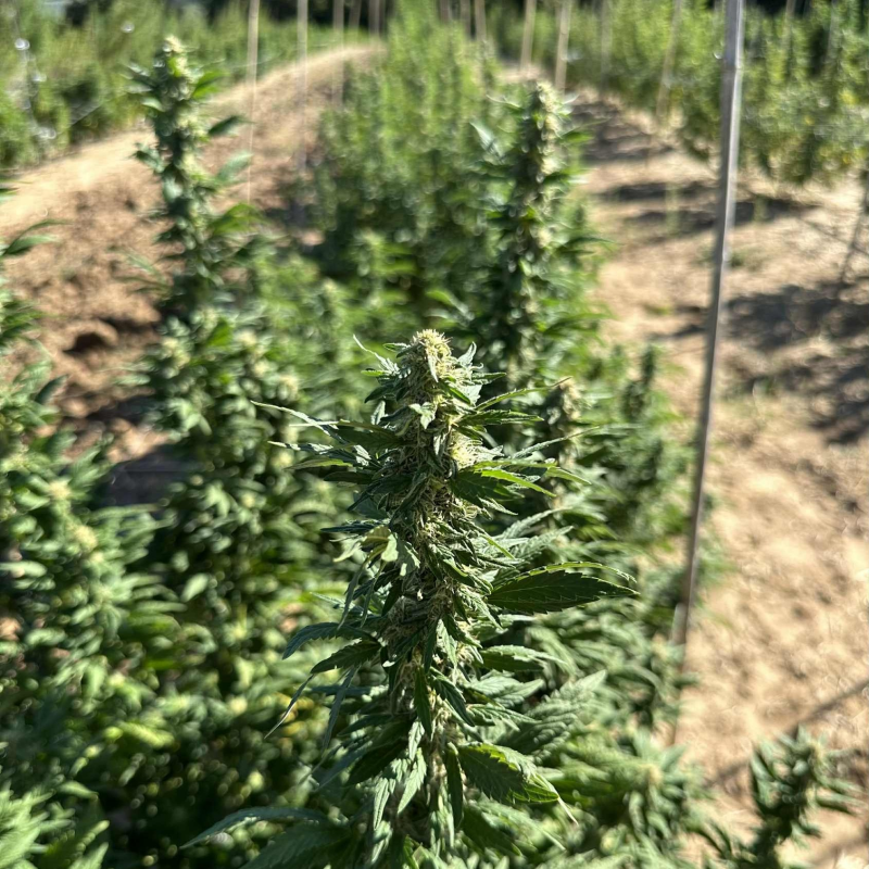 BONNABIS - (image 2)