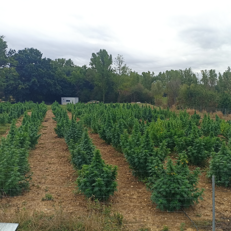 Produits terroir tarnais - (image 4)