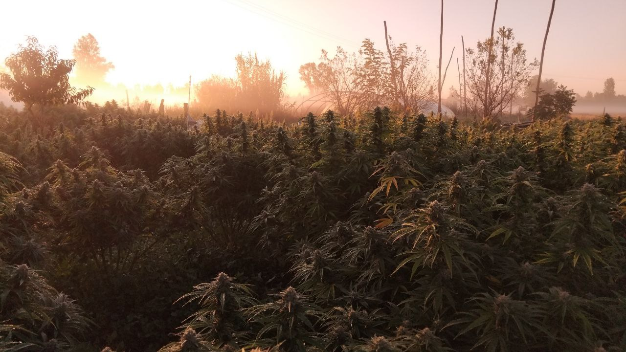 Herbe Enchantée (image 2)