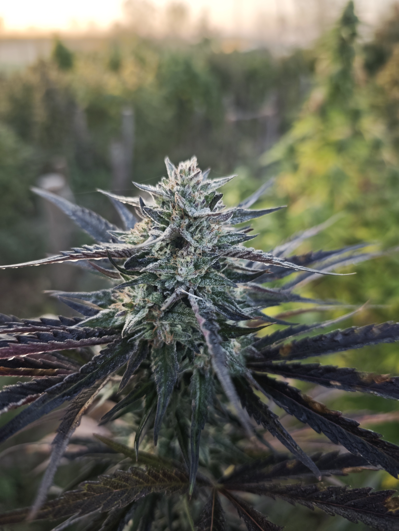 Herbe Enchantée (image 3)