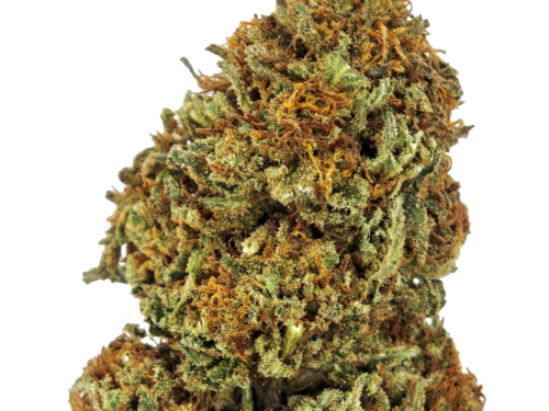 garnet kush small bud