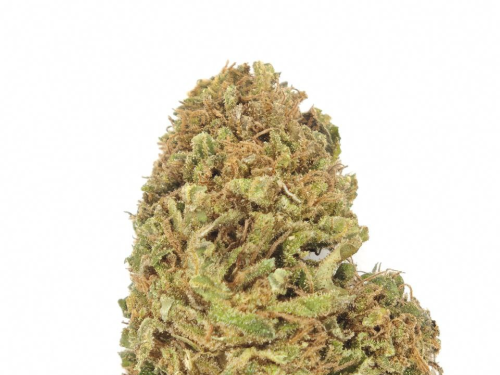 Tropicana orange small bud